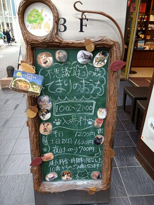  Cat  Cafe  Temari  no  Ouchi  Tokyo MATCHA JAPAN  TRAVEL 