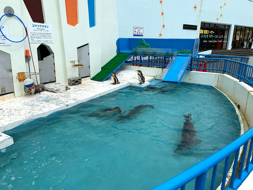 稚内市立ノシャップ寒流水族館 北海道 Matcha やさしい日本語